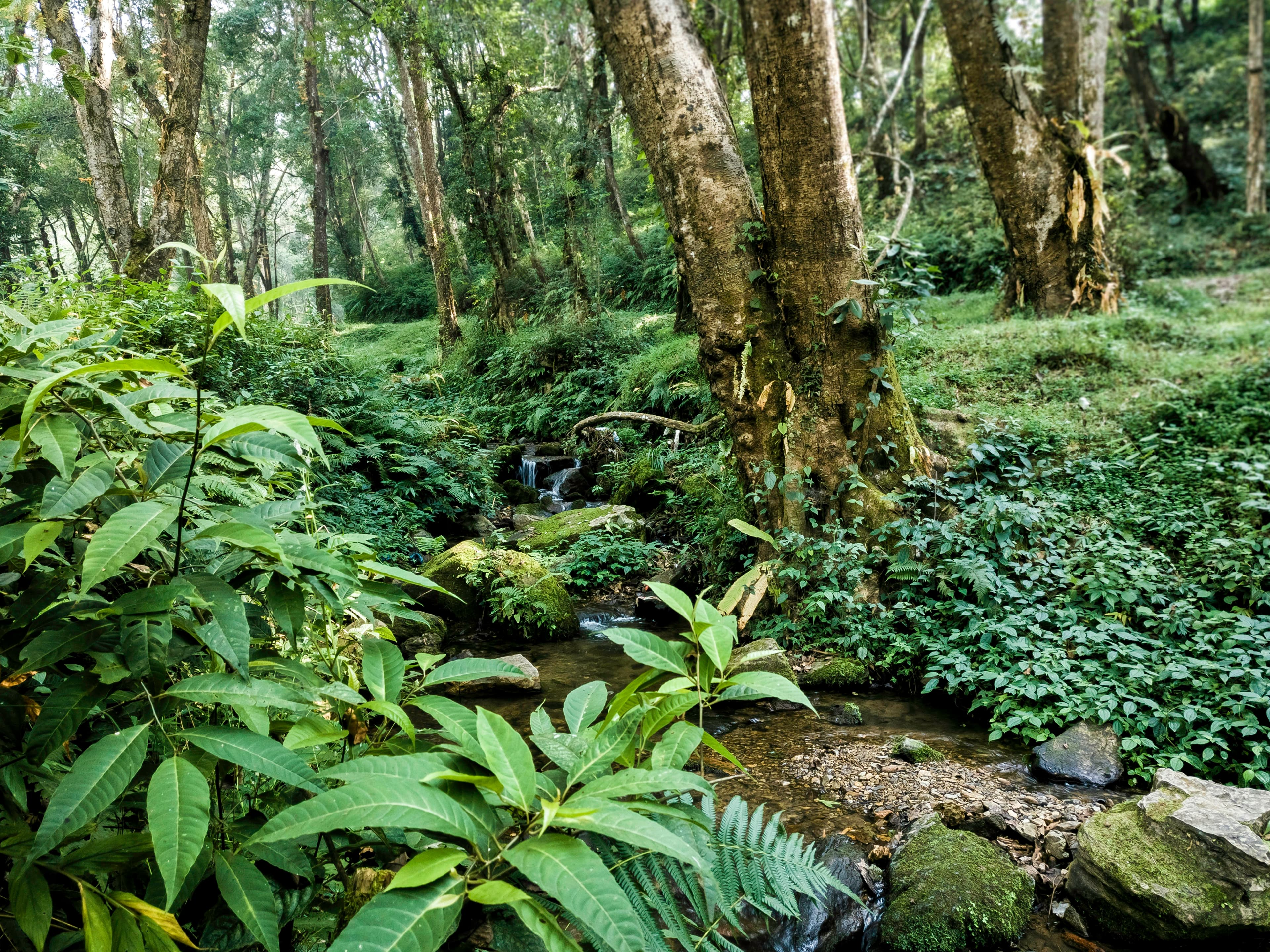 Consulta el estado y la huella de tus proyectos